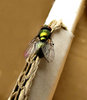 flying colours1