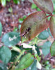 leafy landing4