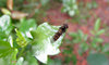 leafy landing6