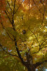Fall Tree