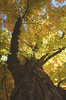 Fall Leaves