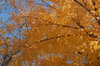 Fall Leaves