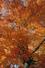 Fall Leaves