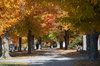 Fall Foliage