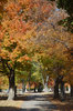 Fall Foliage