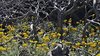 Yellow on Grey