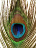 eye of the feather1