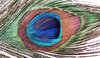 eye of the feather4