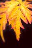 Yellow fall splendor