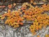 autumn ivy twines