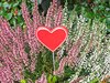 red hearted erica