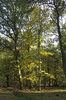 Autumn forest
