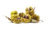 Chestnuts #2