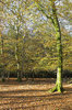 Beech trees in autumn