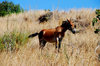 Donkey in Andalusia