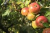 Apples on tree
