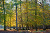 Autumn forest