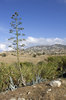 Agave landscape 1