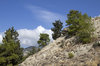Dry coniferous landscape 2