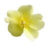 Yellow flower