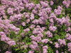 Flowers on the trees