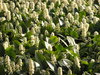 Flowers on the trees