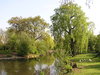 Willow in the park