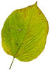 Large Leaf
