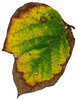 Leaf 12