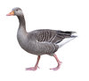 Goose isolated