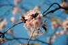 Cherry blossom