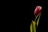 Red and white Tulip
