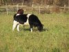 grazing cows