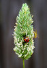 Ladybug