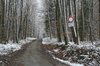 winter forest
