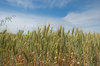 agriculture