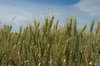 agriculture