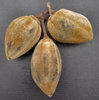 furry Boab nut1