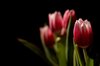 Bouquet of tulips