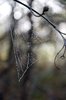 Spiderweb