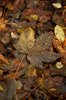 Forrest floor