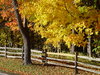 Fall in the country