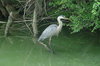 Heron on the lake