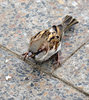 hungry sparrow