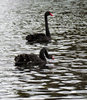 swan-ing on the river1