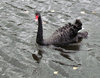 swan-ing on the river5