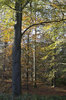 Forest in autumn