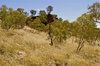 Outback Australian landscape 1