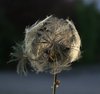 blowball