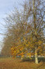 Beech trees in autumn 03
